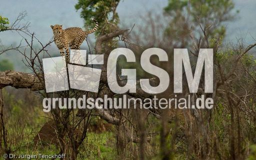 Gepard (32 von 41).jpg
